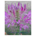 Violet Queen Cleome flyers