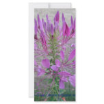 Violet Queen Cleome rack cards