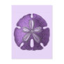 Violet Sand Dollar Postcards