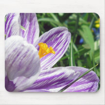 Violet Spring Crocus Mousepads