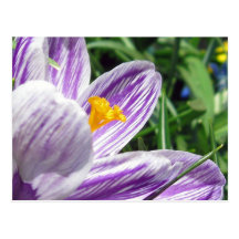 Violet spring crocus postcard