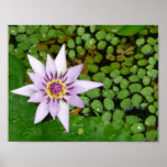 Violet Waterlily poster posters