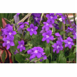 Violet Weeds Photo Cut Outs
