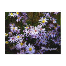 Violet Wild Aster Post Cards
