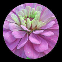 Violet Zinnia stickers