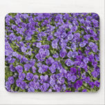 Violets