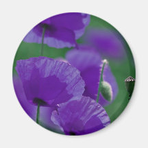 violett Mohn Art Kühlschrankmagnet