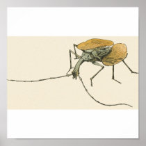 Violin Beetle Print
