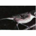 Vireo, black-capped (B07T) Acrylic Cut Outs