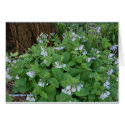 Virginia Blue Bells Card