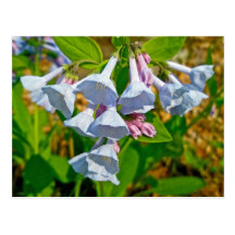 Virginia Bluebells Coordinated Items Postcards