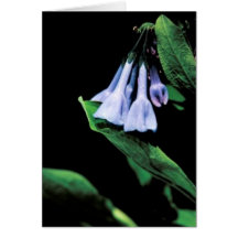Virginia Bluebells Greeting Card