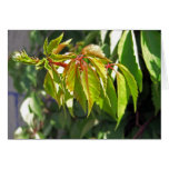 Virginia Creeper 1 Cards