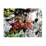 Virginia Creeper t-shirts