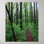 Virginia Forest Poster
