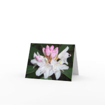 Virginia Rhododendron