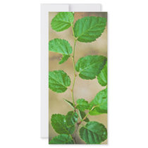 Virginia Round-leaf Birch Custom Rack Card