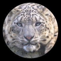 Vishnu Snow Leopard Sticker