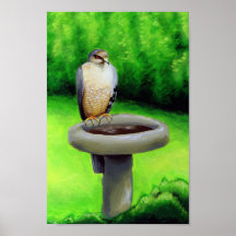 Visiting Hawk Print