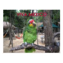 Viva Mexico Postcard