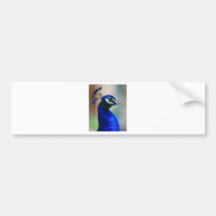 vivid blue peacock bumper stickers