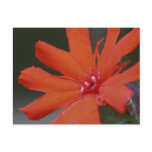 Vivid Color Orange Daisy Flower Photo Postcard