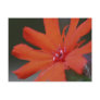 Vivid Color Orange Daisy Flower Photo Postcard