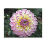 Vivid Lavender Creme Dahlia postcards