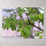 Vivid Leaves Poster