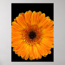 Vivid Sun Flower Print