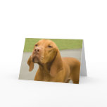 Vizsla