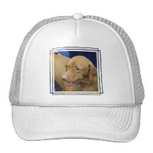 Vizsla Dog Baseball Hat
