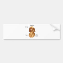 Vizsla History Design Bumper Sticker