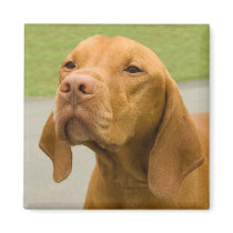 Vizsla Refrigerator Magnet