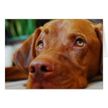 Vizsla - Thinking of you Greeting Cards