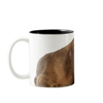 Vizsla yawning in front of white back ground