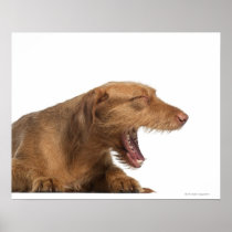 Vizsla yawning in front of white back ground print
