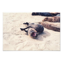 Vocal harbour seal photo art