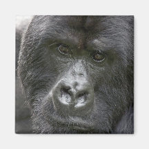 Volcanoes NP, Rwanda, Mountain Gorillas, Fridge Magnet