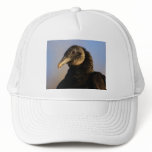 vulture