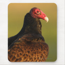 Vulture mousepads