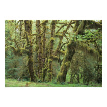WA, Olympic NP, Hoh Rain Forest, Hall of