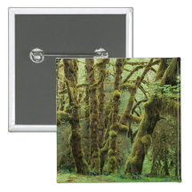 WA, Olympic NP, Hoh Rain Forest, Hall of Pins