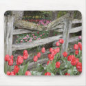 WA, Skagit Valley, Roozengaarde Tulip Garden, mousepads