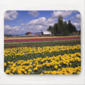 WA, Skagit Valley, Skagit Valley Tulip mousepads