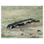 Wadi-Al-Hasa, Bedouin tent, Jordan flyers