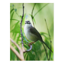 Wagtail Postcard