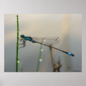 Waiting, Blue Damselfly close up posters