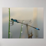 Waiting, Blue Damselfly close up posters