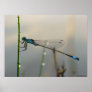 Waiting, Blue Damselfly close up